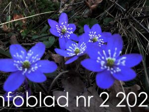 Infoblad nr 2/2021 för perioden april–maj är här!